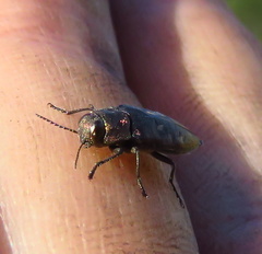 Phaenops drummondi
