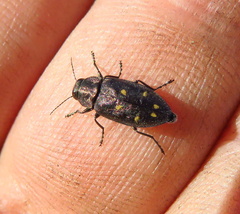 Phaenops drummondi