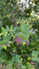 Lonicera hispidula
