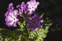 Primula sieboldii