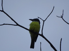 Pitangus sulphuratus