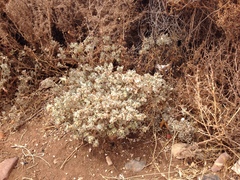 Atriplex spongiosa