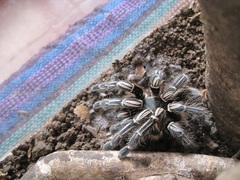 Aphonopelma seemanni