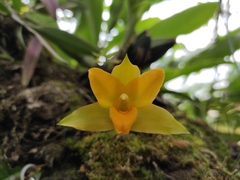 Lycaste