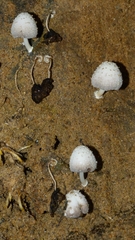 Coprinopsis