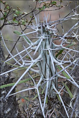 Didierea madagascariensis image