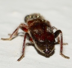 Hydnocerinae