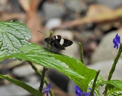 Notocrypta waigensis