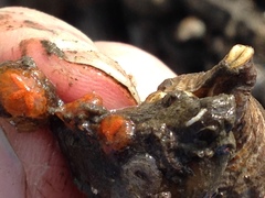 Botryllus schlosseri