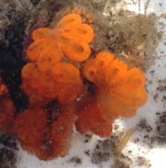 Botryllus schlosseri