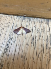 Udea daiclesalis