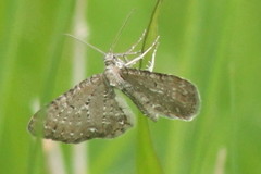 Eupithecia satyrata