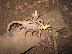 Centruroides limbatus