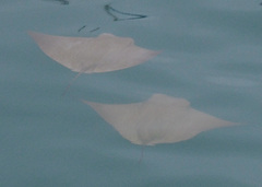 Rhinoptera steindachneri