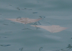 Rhinoptera steindachneri