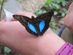 Doxocopa