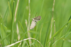 Eupithecia satyrata