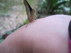 Doxocopa