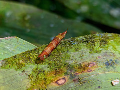 Raphirhinus phosphoreus