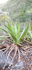 Agave univittata