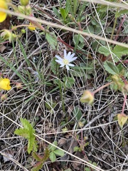 Leibnitzia anandria