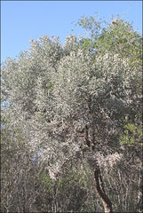 Euphorbia stenoclada image