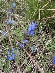Corydalis turtschaninovii