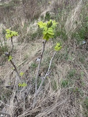 Juglans mandshurica