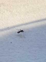 Aedes notoscriptus