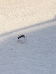 Aedes notoscriptus