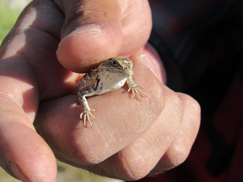 Goldman's Bunchgrass Lizard