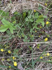 Potentilla fragarioides