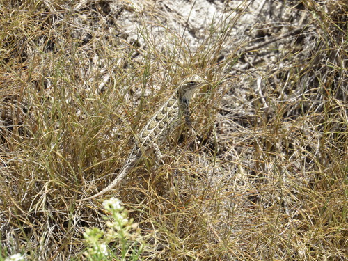 Goldman's Bunchgrass Lizard