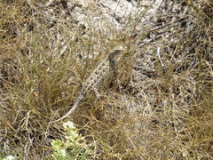 Sceloporus goldmani
