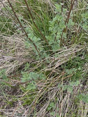 Artemisia gmelinii