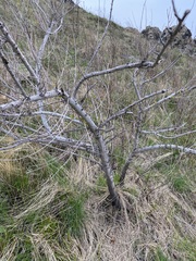 Ulmus pumila