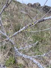 Ulmus pumila