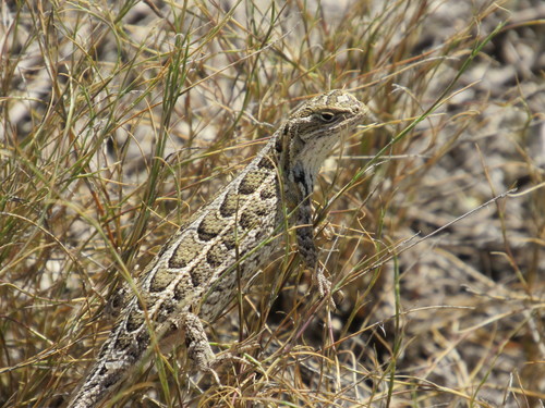 Goldman's Bunchgrass Lizard