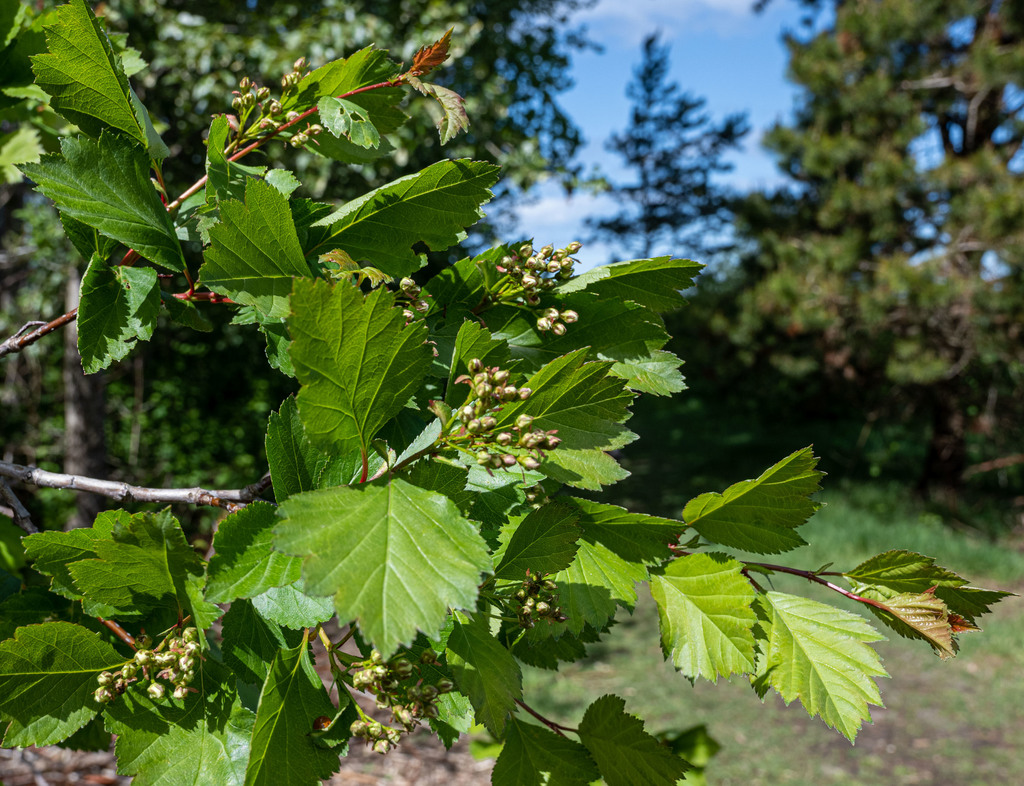 Black Hawthorn from Richmond, BC, Canada on May 01, 2021 at 11:41 AM by ...