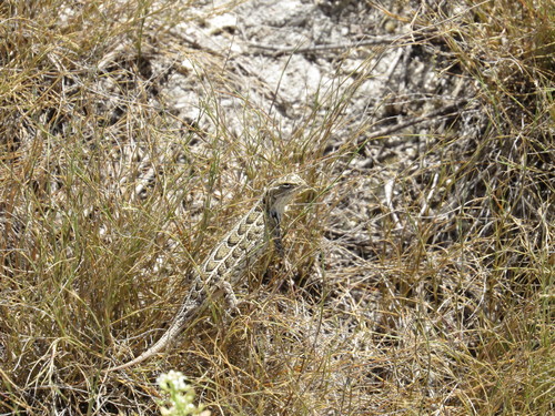 Goldman's Bunchgrass Lizard