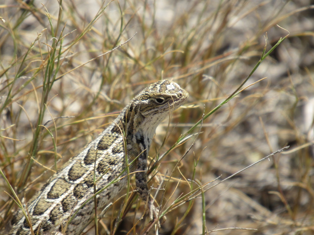 Goldman's Bunchgrass Lizard