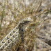 Goldman's Bunchgrass Lizard - Photo (c) eliphaleth, some rights reserved (CC BY-NC), uploaded by eliphaleth