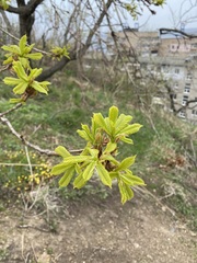 Quercus mongolica