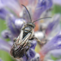 Dufourea novaeangliae
