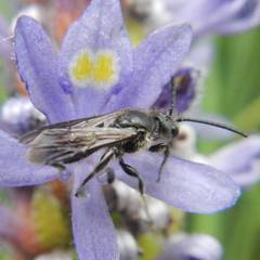 Dufourea novaeangliae