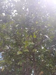 Trichilia havanensis