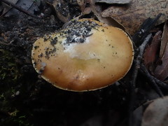 Cortinarius phalarus