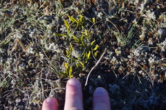 Carmichaelia corrugata