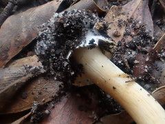 Cortinarius phalarus