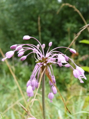 Allium carinatum